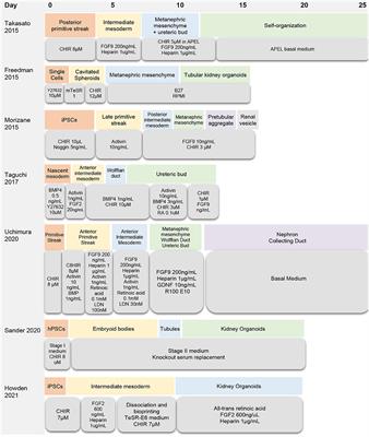 Recent Advances in Kidney Bioengineering